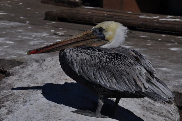 brown pelican